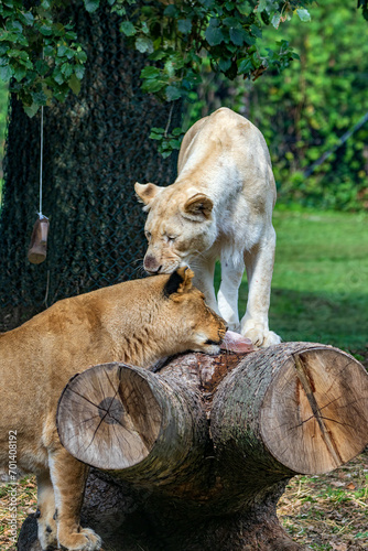 coppia di leonesse © Pierangelo