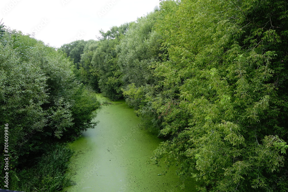 Obraz premium verdant river overcome with green plant growth