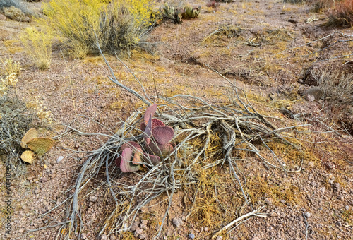 Golden prickly pear (Opuntia aurea, opuntia basilaris var. aurea). Arizona cacti photo