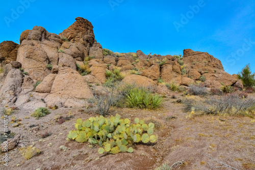 Pancake prickly pear, dollarjoint prickly pear (Opuntia chlorotica), cacti in the winter in the mountains. Arizona cacti photo