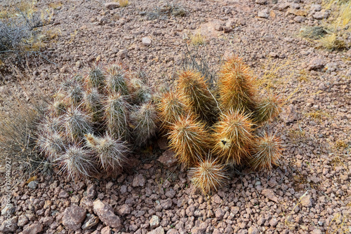 Engelmann s hedgehog cactus  Echinocereus engelmannii   Arizona cacti