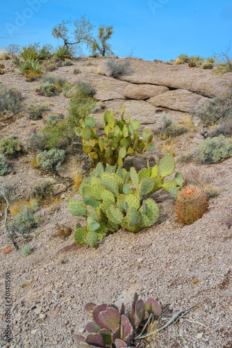 Pancake prickly pear, dollarjoint prickly pear (Opuntia chlorotica) and Ferocacrus, cacti in the winter in the mountains. Arizona cacti photo