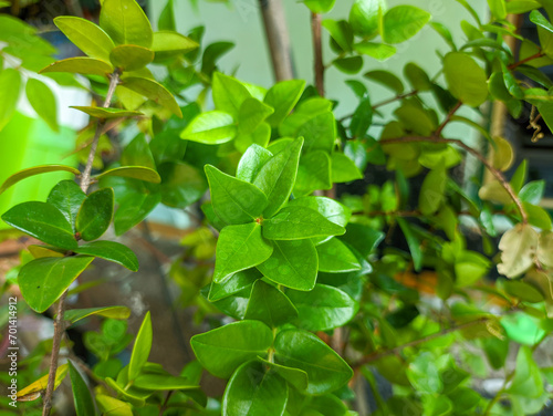 Wallpaper Mural a close up of small green leaves Torontodigital.ca