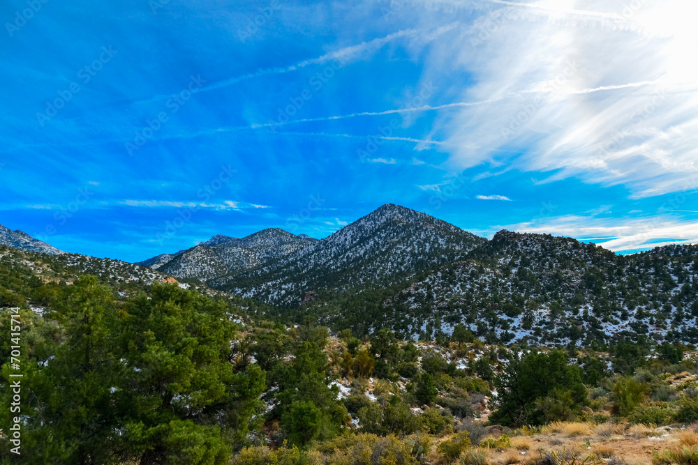 Fototapeta premium Coniferous forest and snow-capped mountains against a blue sky, frost-resistant cacti