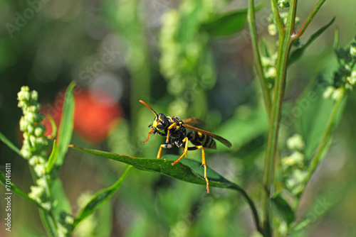 Nature photo of a wasp on a green leaf and green blurred background - Stockphoto	