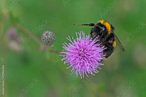Nature photo of a bumblebee on pink flower and green blurred background - Stockphoto	