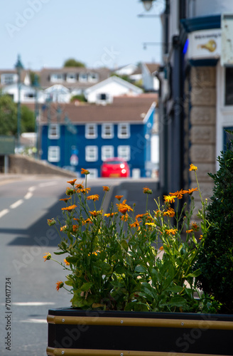 Orange flowers on a sunny day in Wadebridge