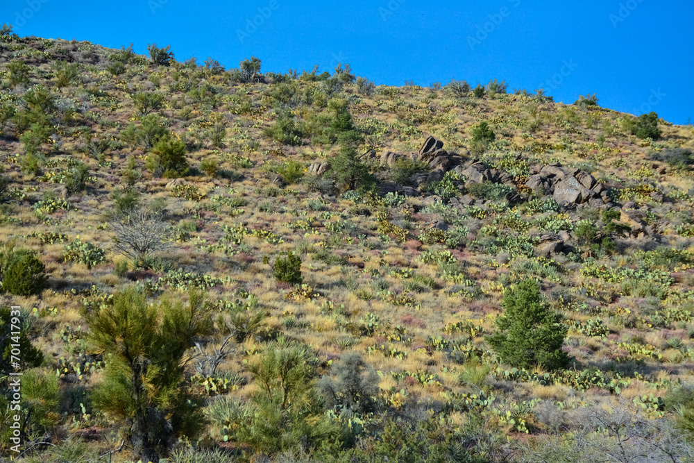 Mountainside densely overgrown with prickly pear cacti and lone conifers in Arizona