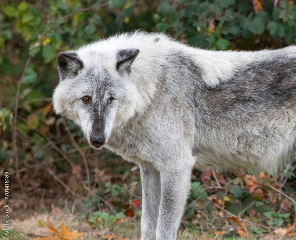 Fototapeta premium A portrait of a Canadian Timber wolf