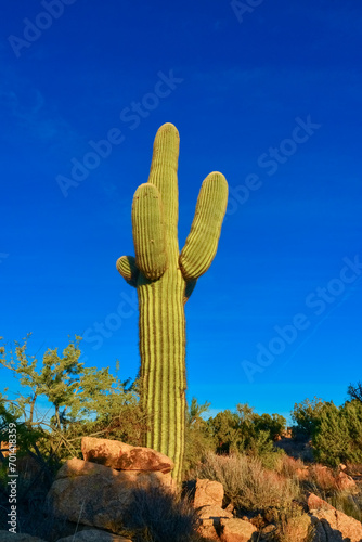 Saguaro Cactus (Carnegiea gigantea) in desert, giant cactus against a blue sky in winter in the desert of Arizona, USA photo