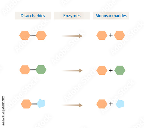 Carbohydrates Digestion. Maltase, Sucrase and Lactase Enzymes catalyze Disaccharides Maltose, Lactose and Sucrose to Monosaccharides, glucose, galactose and Fructose molecules. Vector Illustration.