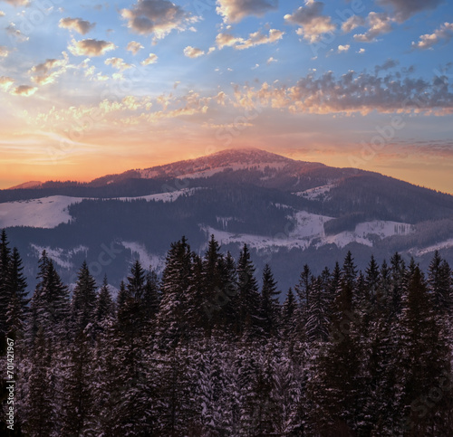 Winter sunset alpine top view from mountain village and fir forest in front. Picturesque seasonal, nature and countryside beauty concept scene. © wildman