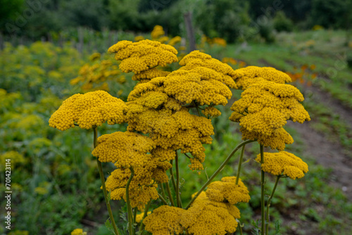 Yellow Fernleaf Yarrow in flower photo