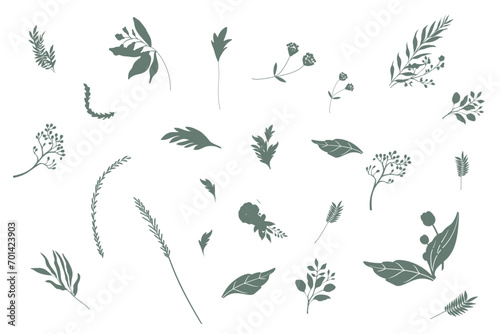 Hand drawn botanical silhouette of branches, flowers and leaves. Vector illustration #701423903