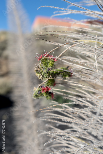 Detailed view of the flowers of the Wild Adder's Head, Echium wildpretii photo