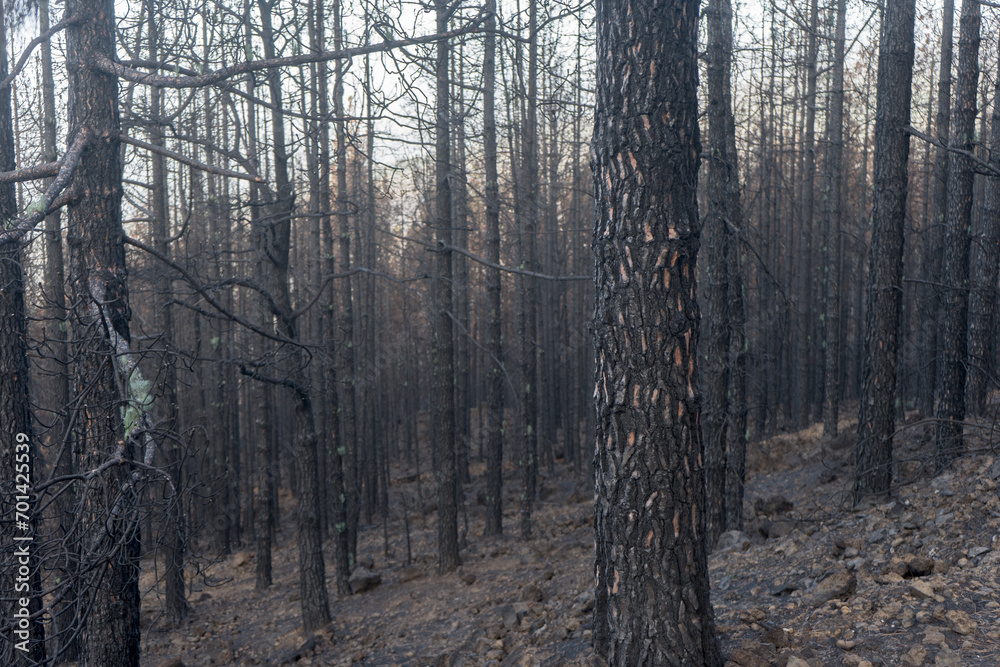 Charred trees on the Canary Island of Tenerife after forest fires in 2023 Charred trees on the Canary Island of Tenerife after forest fires in 2023
