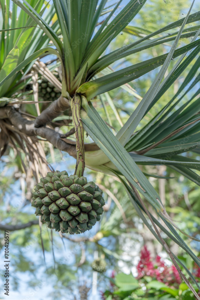 Fototapeta premium Close-up of a screw tree, Pandanus utilis
