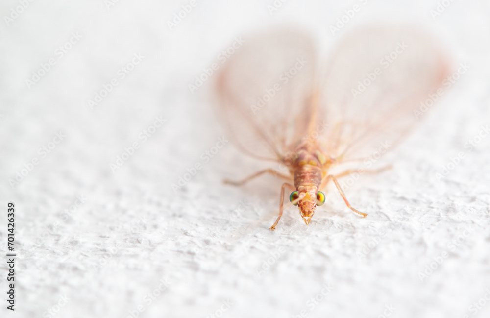 Obraz premium Fly on a white wall. Macro