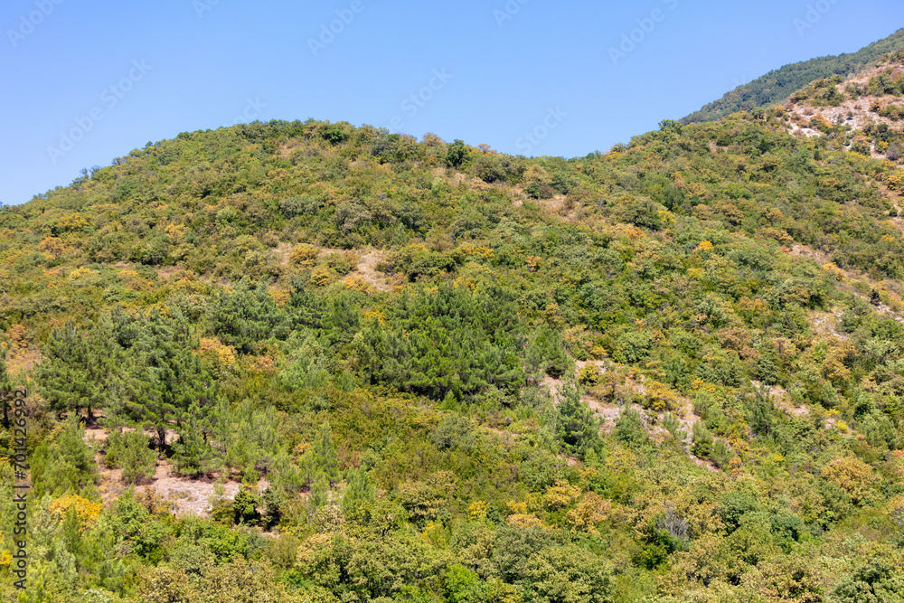 Green trees grow on the slopes of the mountains