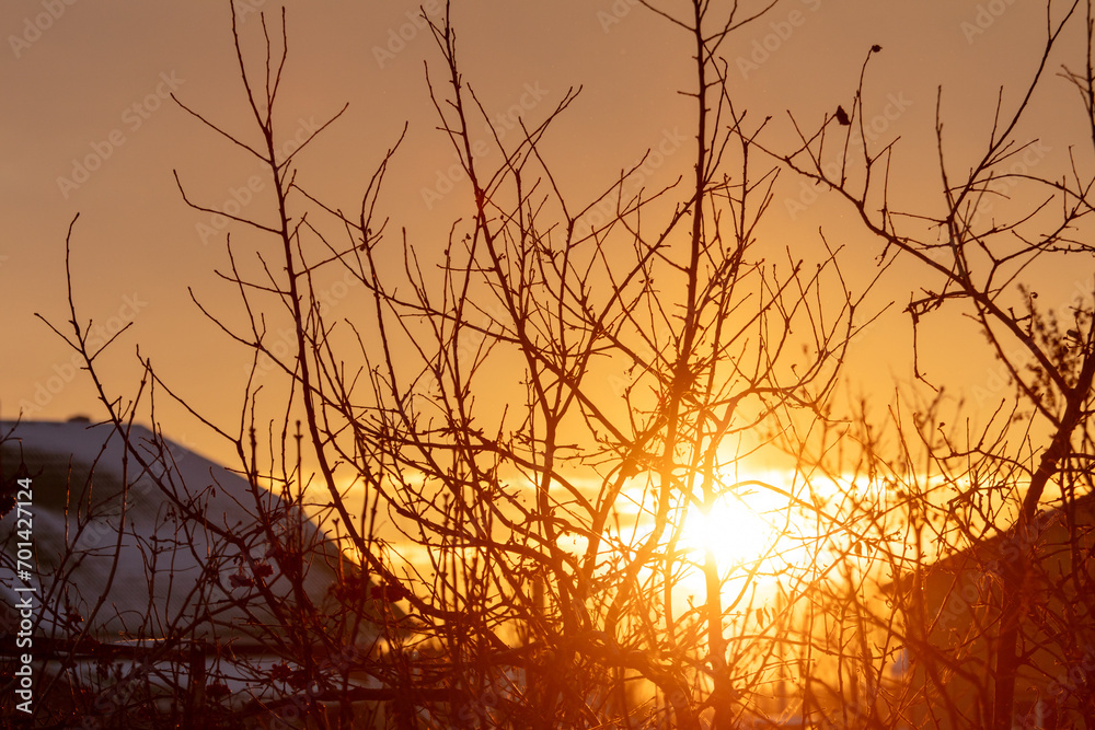 Bare tree branches at sunset in winter Bare tree branches at sunset in winter