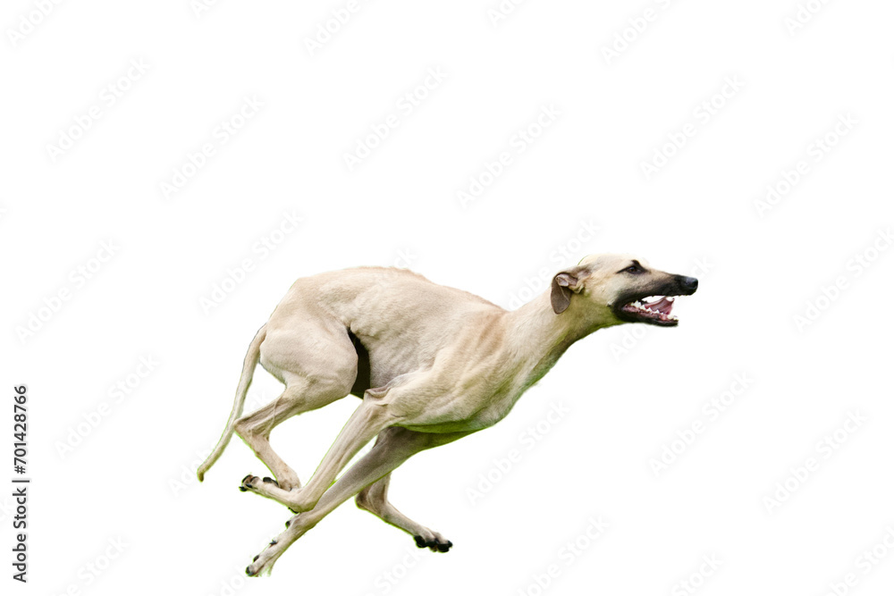 Fototapeta premium Side view of a very excited and beautiful sloughi dog (greyhound) running at full speed, looking in front of him on a white background. 