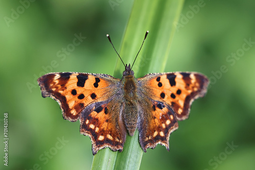 Comma butterfly, Polygonia c-album, beautiful butterfly from Finland photo