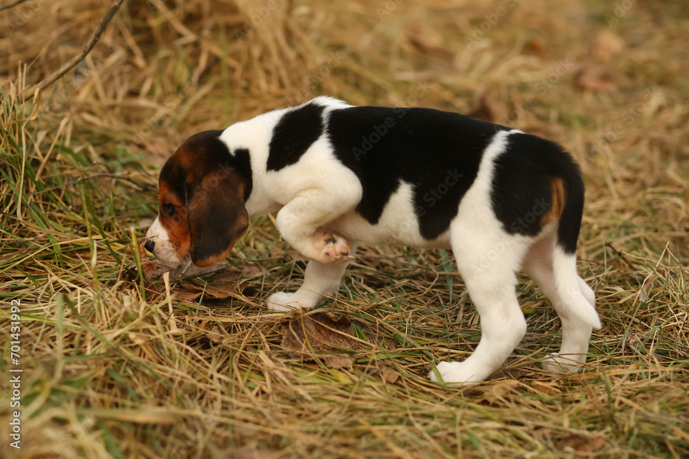 Portrait of a two month old beagle puppy on a stroll Portrait of a two month old beagle puppy on a stroll