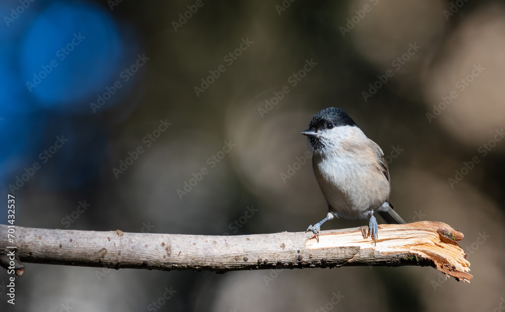 black capped chickadee or Willow tit (Poecile montanus) on a branch black capped chickadee or Willow tit (Poecile montanus) on a branch