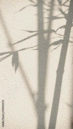 shadow of bamboos on whie wall photo