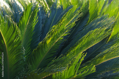 Green Palm leaf pattern texture abstract background. Beautiful landscape. Soft focus. Beautiful Palm trees of Turkey. Background. Beautiful nature of Turkey. Beautiful leaves of tree in sunlight