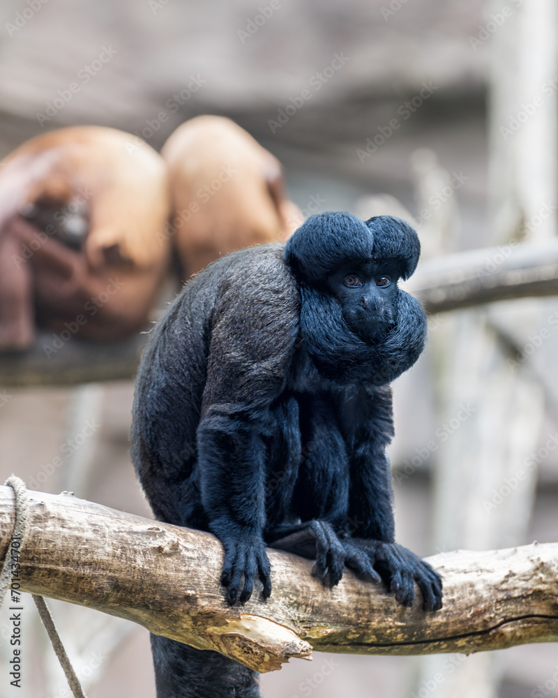 Obraz premium Guianan Bearded Saki, Chiropotes sagulatus