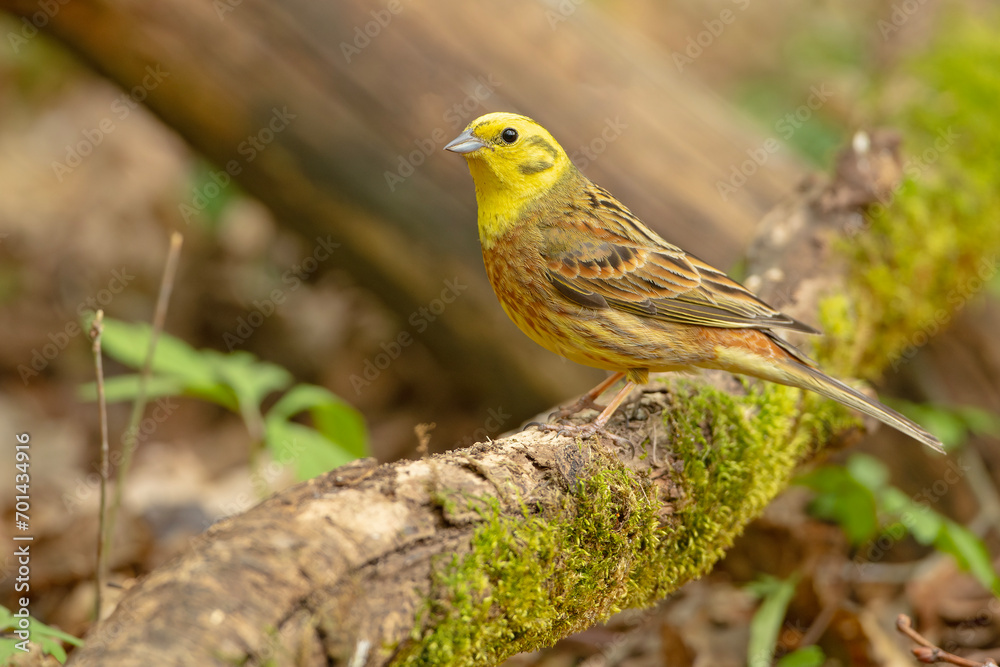 trznadel (Emberiza citrinella)