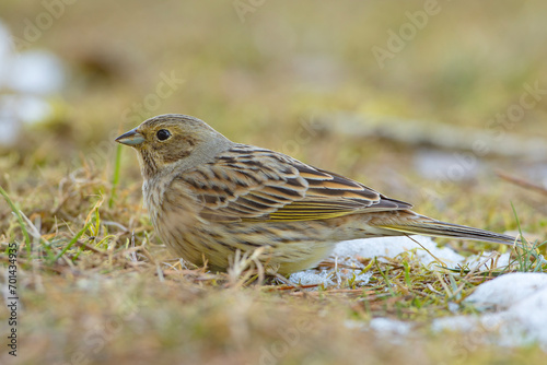 trznadel (Emberiza citrinella) #701434935