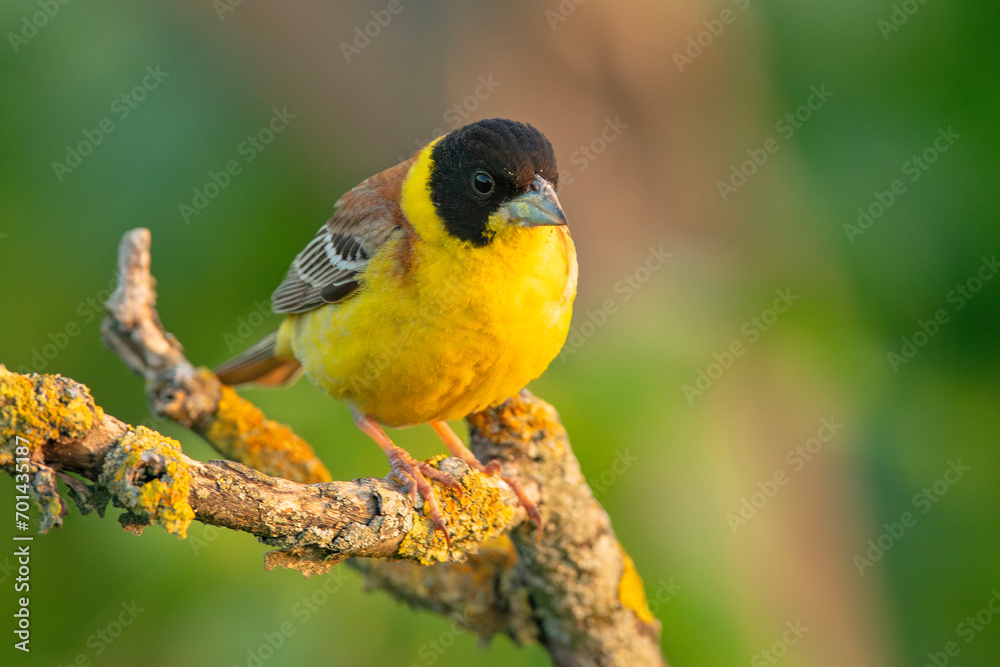 Trznadel czarnogłowy (Granativora melanocephala) Trznadel czarnogłowy (Granativora melanocephala)