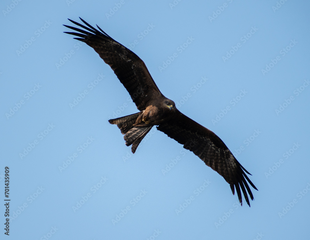 Naklejka premium a closeup shot of an eagle flying through the sky on a cold winter afternoon in the city of Pune, India
