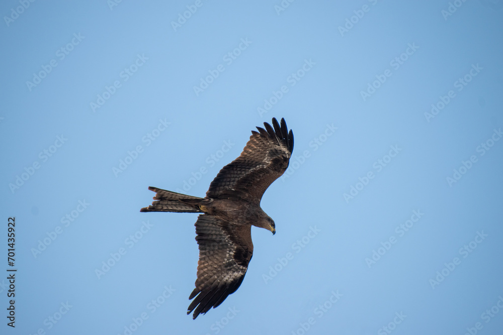 a closeup shot of an eagle flying through the sky on a cold winter afternoon in the city of Pune, India 