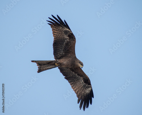 a closeup shot of an eagle flying through the sky on a cold winter afternoon in the city of Pune  India 