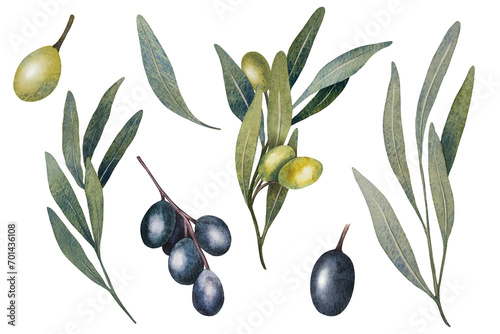 Watercolor olive tree leaves, branch, green and black olives fruit isolated on white background. Hand painted floral illustration for wedding stationary, greetings, wallpapers, print, fabric.