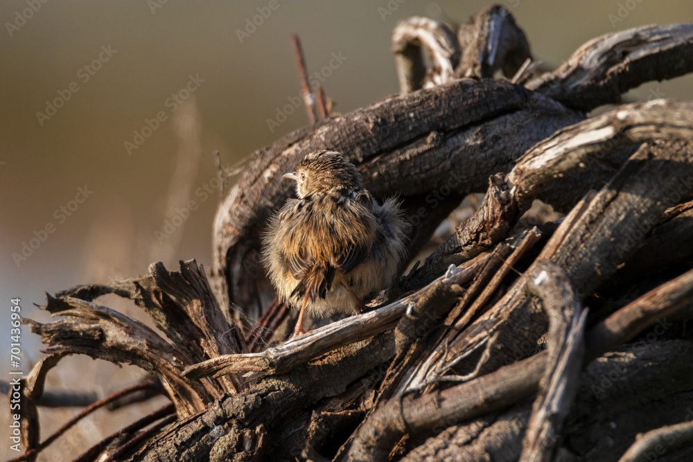 Cisticola buitrón