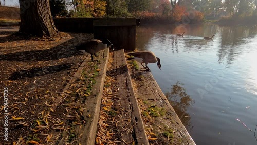 Canada geese stepping into pond in sunshine.