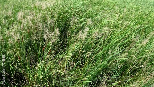 Tall grass and reeds swaying in wind.