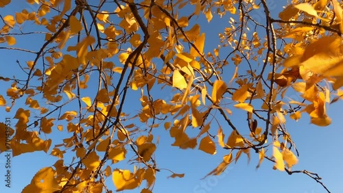 Yellow leaves fluttering in wind on blue sky.