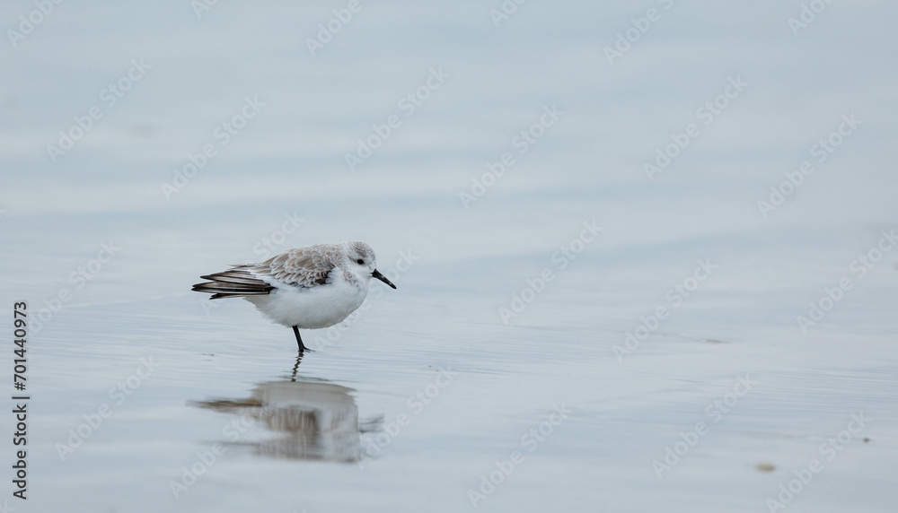 Sand piper seagull eating crab on beach Sand piper seagull eating crab on beach
