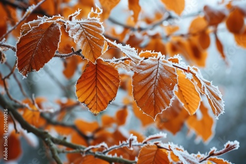 Orange beech leaves covered with frost in late fall or early winter.