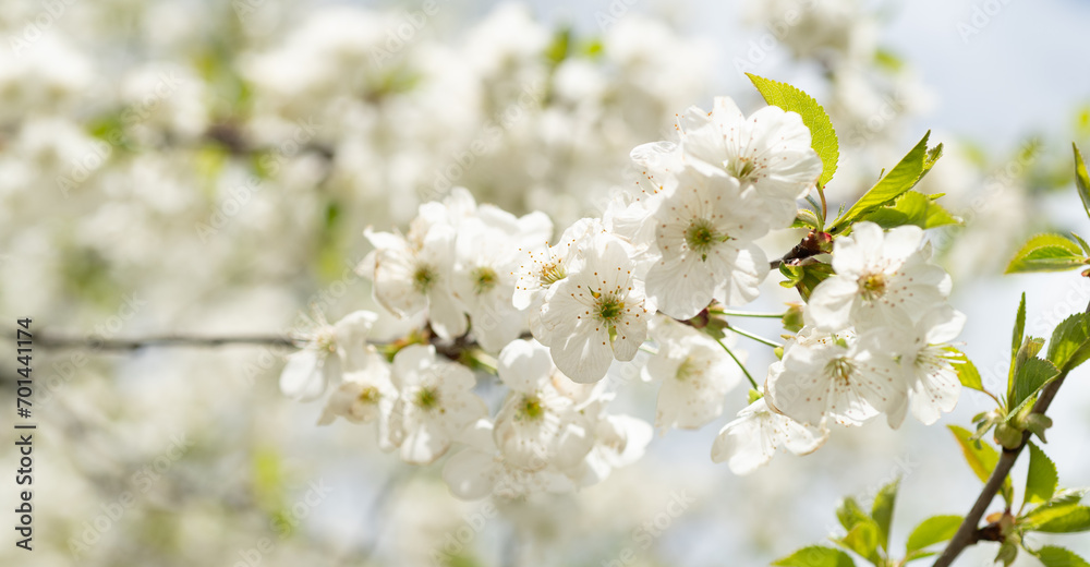 photo of fresh spring blossom flower of tree. spring blossom flower. spring flower blossom