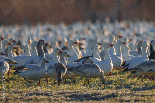 Snow Geese at Hagerman National Wildlife Refuge photo