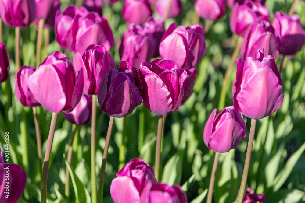 fresh tulip flower in spring. tulip flower on flowerbed. tulip flower in summer. fresh tulip flower in spring. tulip flower on flowerbed. tulip flower in summer.