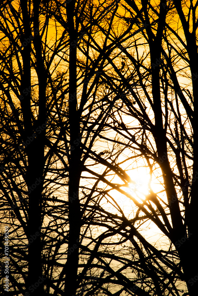 Photographic documentation of the sunset among the trees Photographic documentation of the sunset among the trees