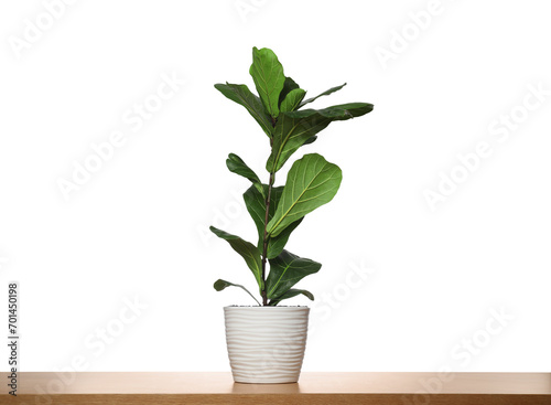 Fiddle Fig or Ficus Lyrata plant with green leaves in pot on table against white background