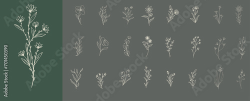 Minimal feminine botanical floral branch in silhouette style. Hand drawn wedding herb, minimalistic flowers with elegant leaves. Botanical rustic trendy greenery vector